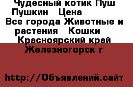 Чудесный котик Пуш-Пушкин › Цена ­ 1 200 - Все города Животные и растения » Кошки   . Красноярский край,Железногорск г.